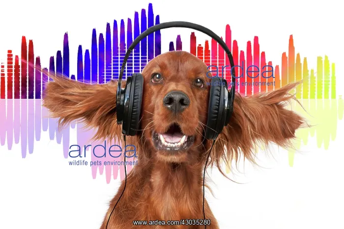  : Dog Irish setter head and shoulders ears splayed wearing headphones with