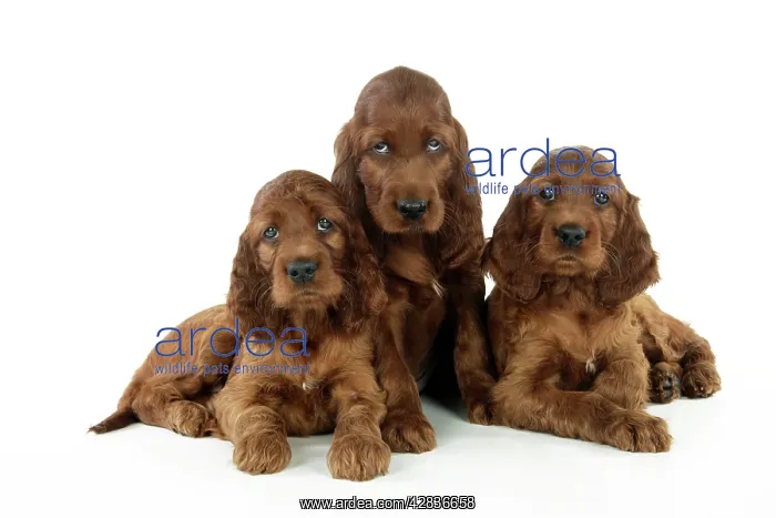  : Dog. Irish Setter puppies