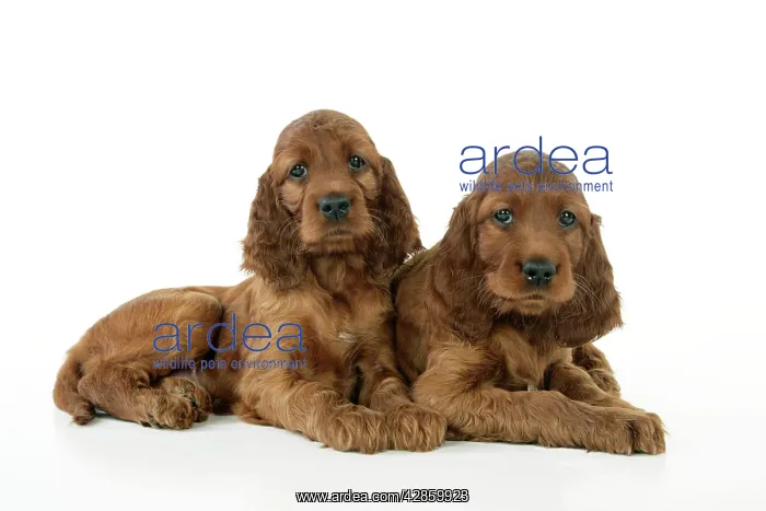 : Dog. Irish Setter puppies : Dog. Irish Setter puppies