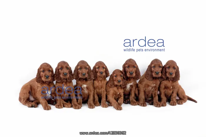 : Dog - Irish Setter - Puppies lying down