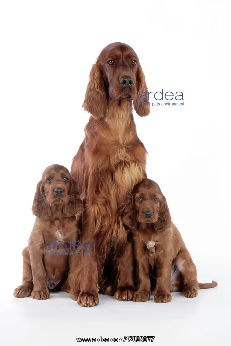  : Dog - Irish Setter - Puppies with mother