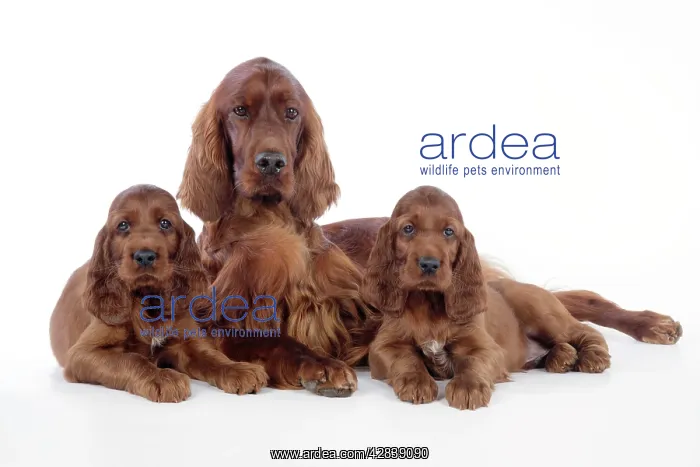  : Dog - Irish Setter - Puppies with mother
