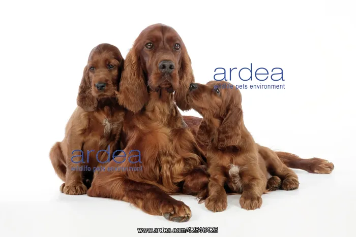  : Dog. Irish Setter puppies with mother