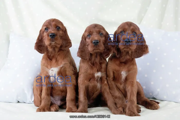  : Dog - Irish Setter - Puppies sitting down on pillow