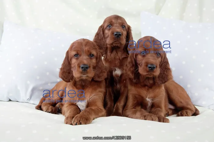  : Dog - Irish Setter - Puppies sitting down on pillow