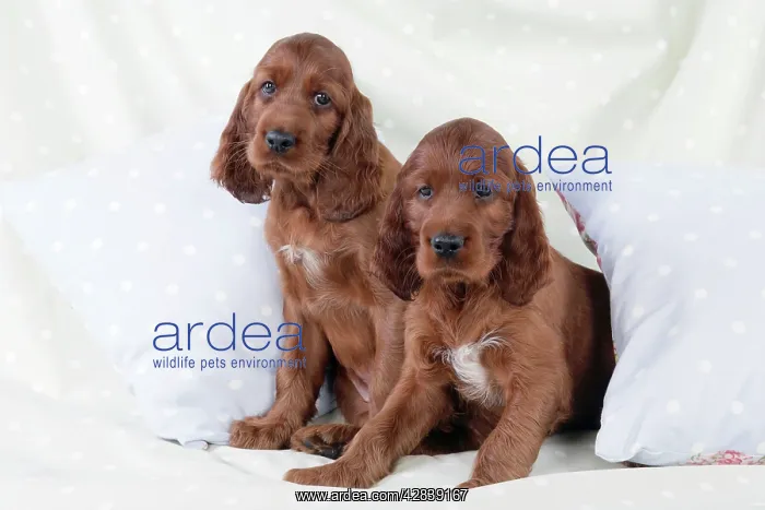  : Dog - Irish Setter - Puppies sitting down on pillow