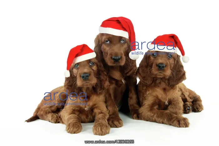  : Dog. Irish Setter puppies wearing Christmas hats