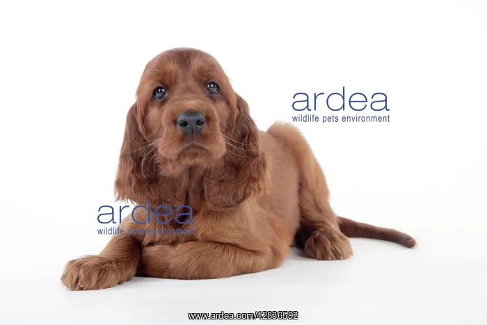  : Dog - Irish Setter - Puppy lying down