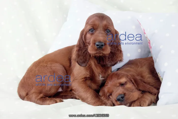  : Dog - Irish Setter - Puppy lying down on pillow