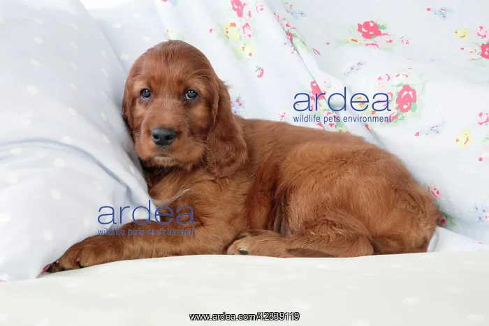  : Dog - Irish Setter - Puppy lying down on pillow