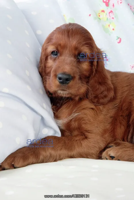  : Dog - Irish Setter - Puppy lying down on pillow