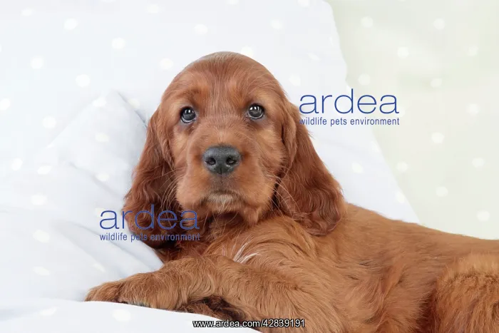  : Dog - Irish Setter - Puppy lying down on pillow