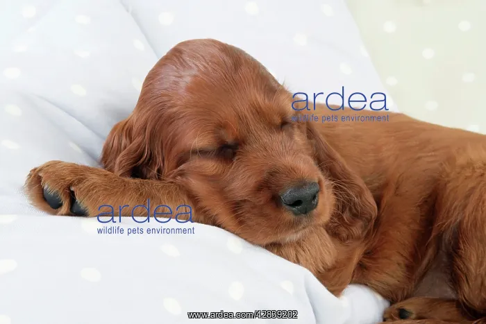 : Dog - Irish Setter - Puppy lying down on pillow asleep : Dog - Irish Setter - Puppy lying down on pillow asleep