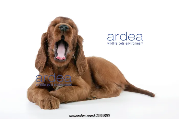 : Dog - Irish Setter - Puppy lying down and yawning : Dog - Irish Setter - Puppy lying down and yawning