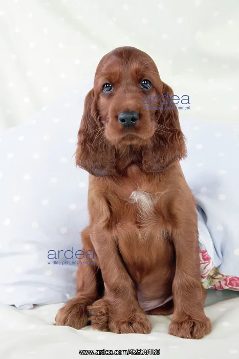  : Dog - Irish Setter - Puppy sitting down on pillow