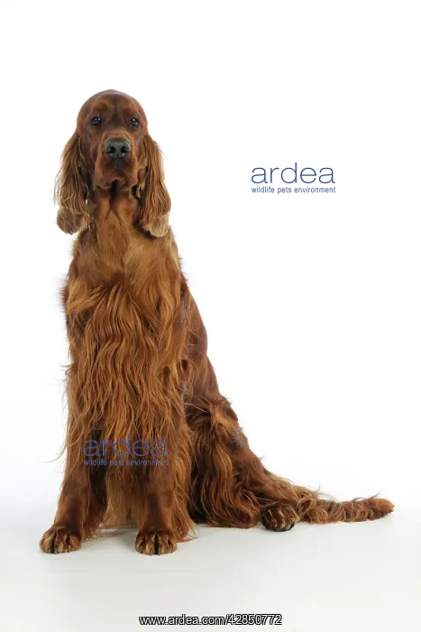 : DOG. Irish setter sitting : DOG. Irish setter sitting