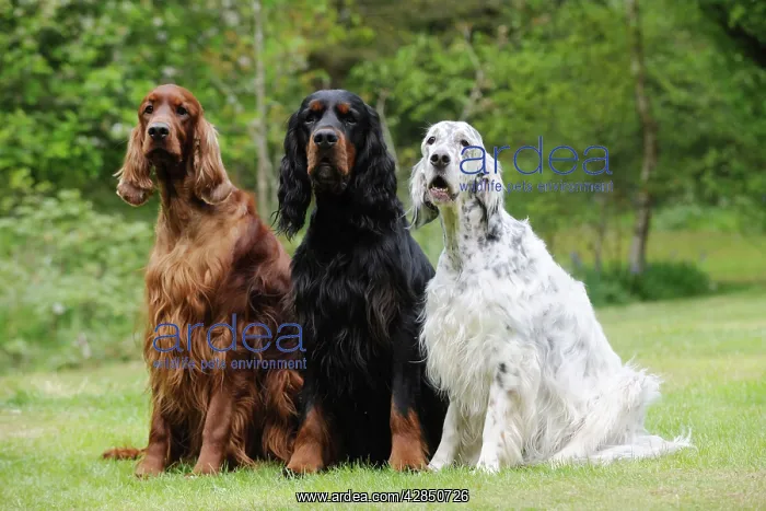 : DOG. Irish setter sitting next to gordon setter : DOG. Irish setter sitting next to gordon setter