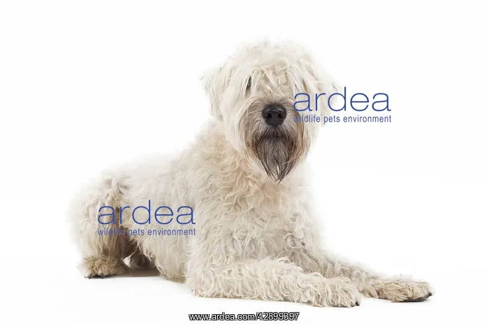 : Dog - Irish soft coated wheaten terrier - in studio : Dog - Irish soft coated wheaten terrier - in studio