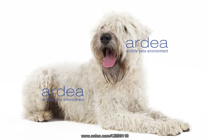 : Dog - Irish soft coated wheaten terrier - in studio : Dog - Irish soft coated wheaten terrier - in studio