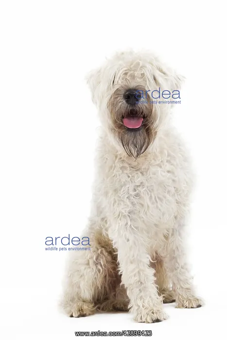  : Dog - Irish soft coated wheaten terrier - in studio