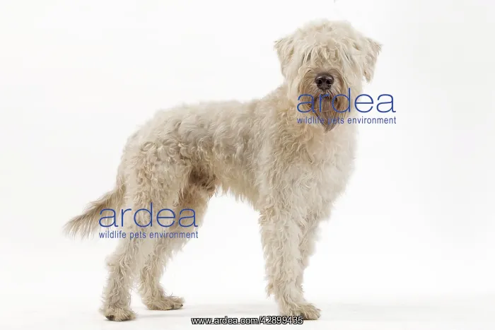 : Dog - Irish soft coated wheaten terrier - in studio : Dog - Irish soft coated wheaten terrier - in studio