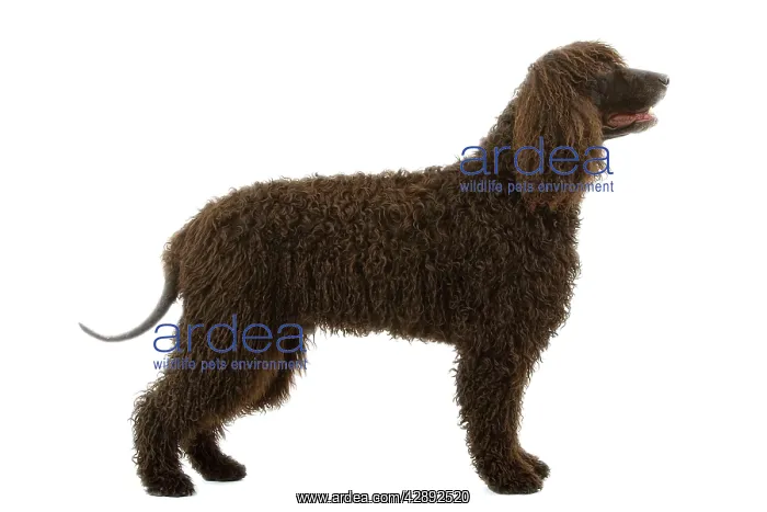  : Dog - Irish Water Spaniel