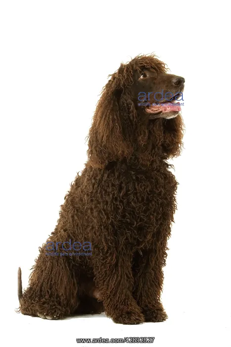 : Dog - Irish Water Spaniel