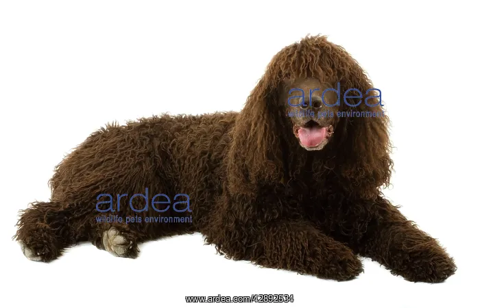 : Dog - Irish Water Spaniel : Dog - Irish Water Spaniel