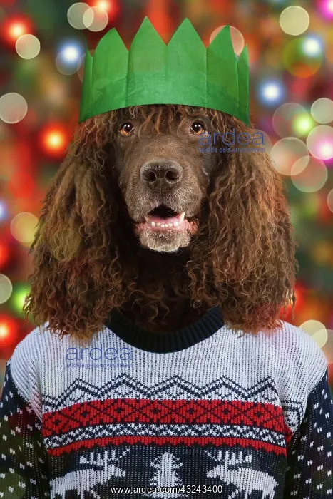 : Dog - Irish Water Spaniel - wearing Christmas jumper : Dog - Irish Water Spaniel - wearing Christmas jumper