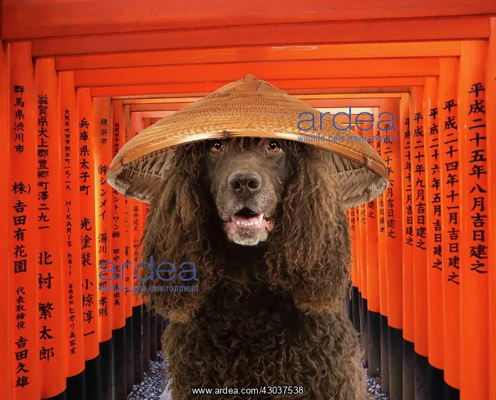 : Dog - Irish Water Spaniel - wearing conical hat : Dog - Irish Water Spaniel - wearing conical hat