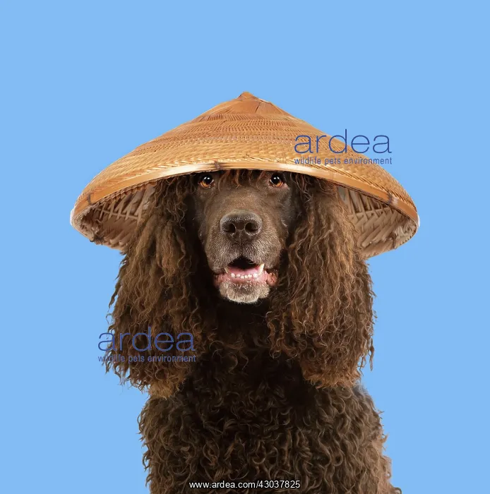 : Dog - Irish Water Spaniel - wearing conical hat : Dog - Irish Water Spaniel - wearing conical hat