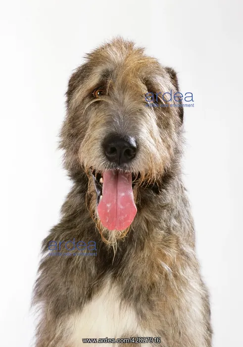 : Dog - Irish Wolfhound : Dog - Irish Wolfhound