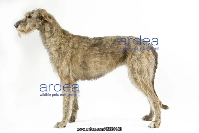 : Dog - Irish Wolfhound : Dog - Irish Wolfhound