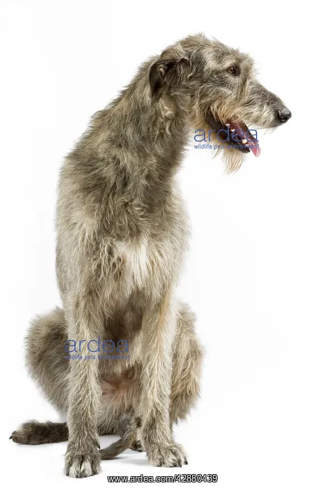 : Dog - Irish Wolfhound : Dog - Irish Wolfhound