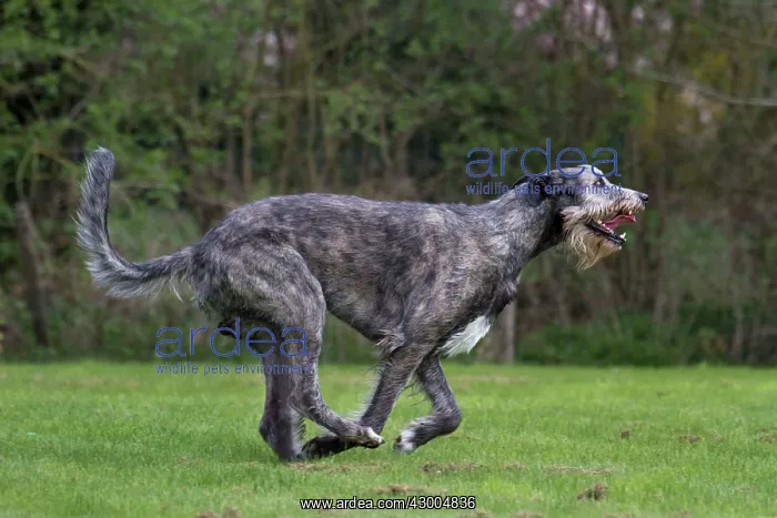 : Dog - Irish Wolfhound : Dog - Irish Wolfhound