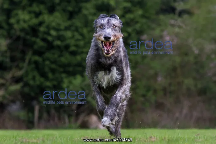 : Dog - Irish Wolfhound : Dog - Irish Wolfhound