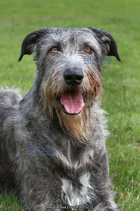 : Dog - Irish Wolfhound : Dog - Irish Wolfhound
