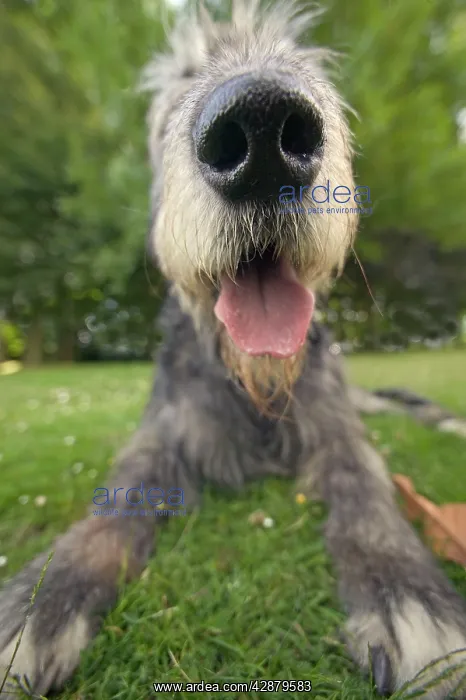  : Dog - Irish wolfhound, close-up of head and nose