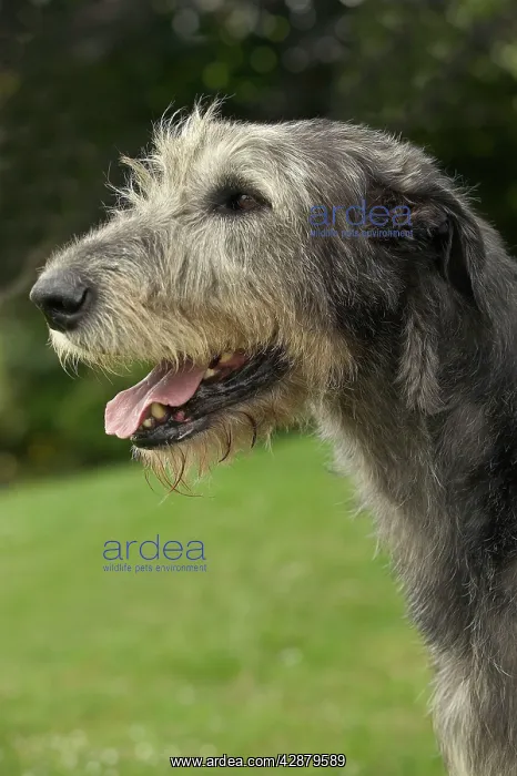: Dog - Irish wolfhound. Close-up of head, side view : Dog - Irish wolfhound. Close-up of head, side view