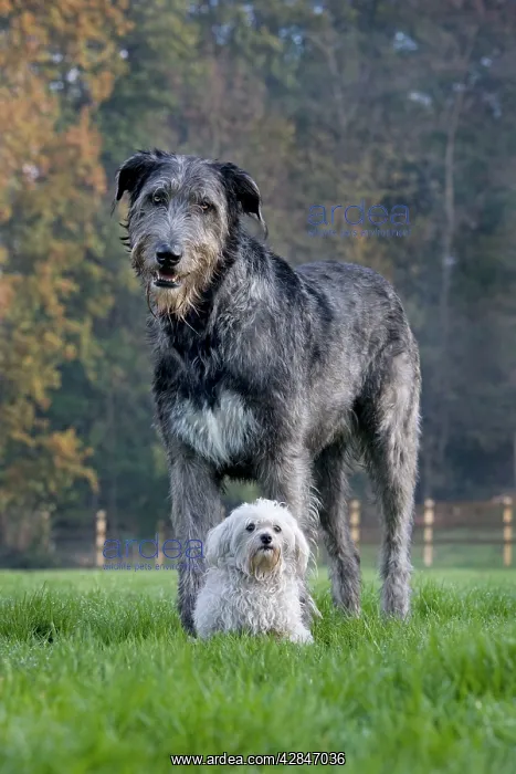  : Dog - Irish Wolfhound with Maltese dog