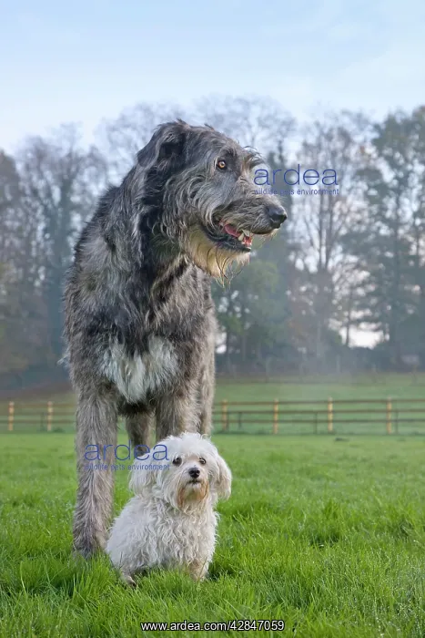  : Dog - Irish Wolfhound with Maltese dog