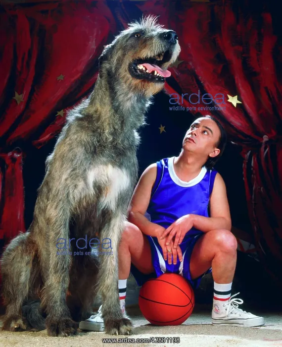 : Dog - Irish Wolfhound next to man sitting on basketball : Dog - Irish Wolfhound next to man sitting on basketball