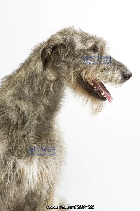 : Dog - Irish Wolfhound - with mouth open : Dog - Irish Wolfhound - with mouth open