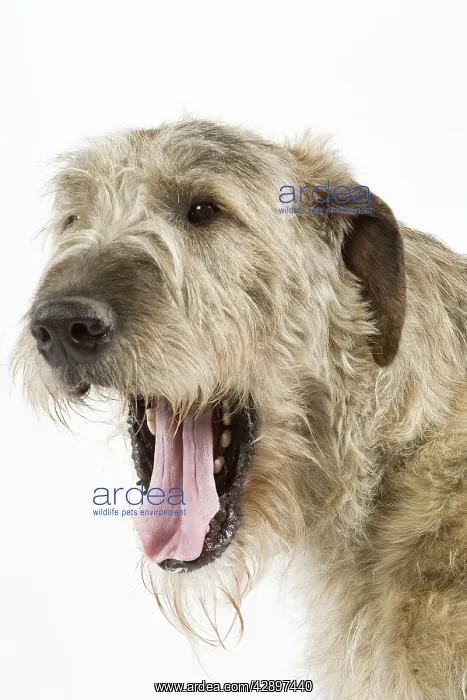 : Dog - Irish Wolfhound - with mouth wide open : Dog - Irish Wolfhound - with mouth wide open