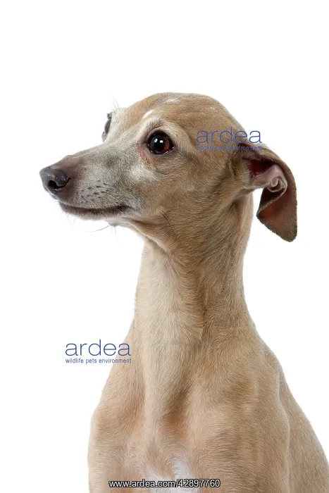 : Dog - Italian Greyhound