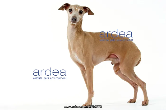 : Dog - Italian Greyhound : Dog - Italian Greyhound