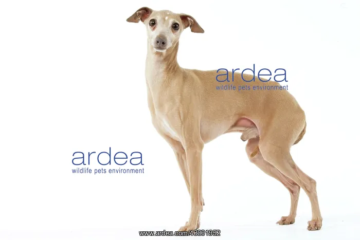 : Dog - Italian Greyhound : Dog - Italian Greyhound