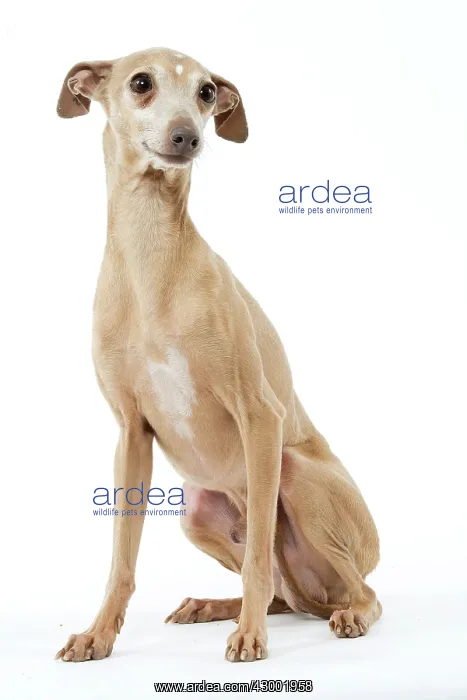 : Dog - Italian Greyhound : Dog - Italian Greyhound