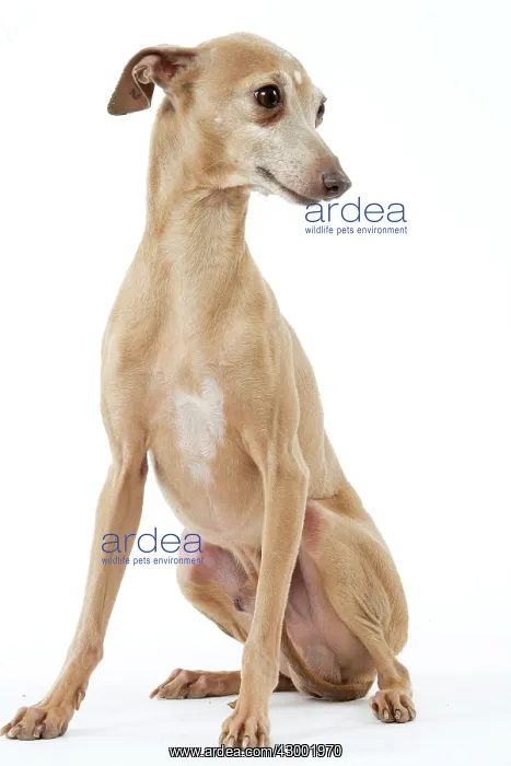 : Dog - Italian Greyhound : Dog - Italian Greyhound