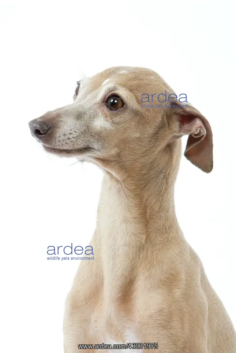 : Dog - Italian Greyhound : Dog - Italian Greyhound